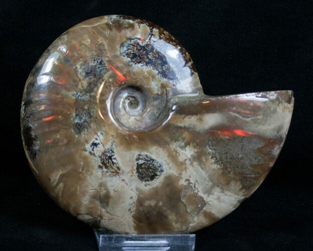 Flashy Red Iridescent Ammonite #4321